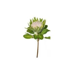 King Protea 74cm Green - Image 1