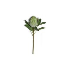 Protea Queen 71cm Green - Image 1