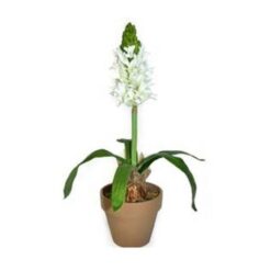 Hyacinth 17” in Pot Cream - Image 1