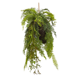 Toolhome Blossoms - Hanging Fern in Moss Ball - 58cm - Image 1