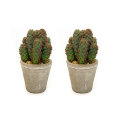 Toolhome Blossoms - Cactus in Pots (Pack of 2) - 19cm - Image 1