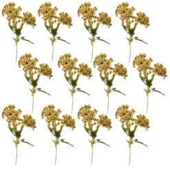 Toolhome Blossoms - Dill Sprays - Mustard (Pack of 12 Stems) - 63.5cm - Image 1