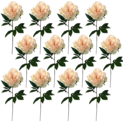 Toolhome Blossoms - Peony - Champagne (Pack of 12 Stems) - 71cm - Image 1