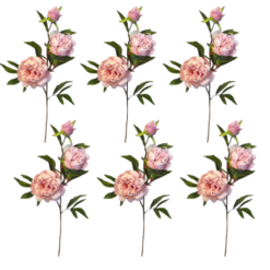 Toolhome Blossoms - Peony Spray - Pink - Pack of 6 Stems - 74cm - Image 1