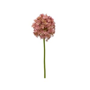 Toolhome Blossoms – Allium Giant Dusty Pink – 80cm